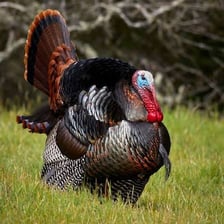 Male turkeys, commonly called toms.