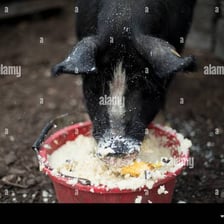 Pigs eating liquid feed from a trough.