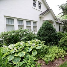 Lush green foliage growing together
