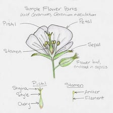 A flower diagram or close-up identifying the stigma at the top of the pistil.