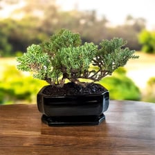 A bonsai tree growing in a ceramic pot.