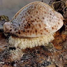 A glossy cowrie shell from a marine gastropod
