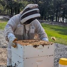 A beekeeper inspecting honeybee hives while wearing protective clothing