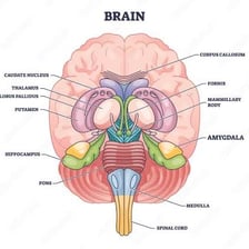 An anatomical brain illustration showing the location of the amygdala