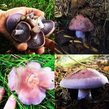 A wood blewit mushroom growing among fallen autumn leaves.
