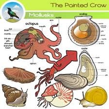 An educational illustration showing a clam and an octopus, both members of the phylum Mollusca.