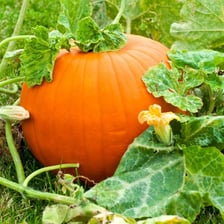 An orange pumpkin growing on a leafy vine.
