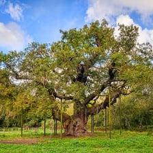 Ancient woodland in Sherwood Forest in Nottinghamshire