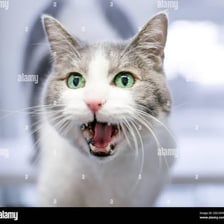 A cat vocalizing with its mouth open.