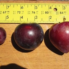 Several fruits shown in comparison, including the roundest and fullest one.