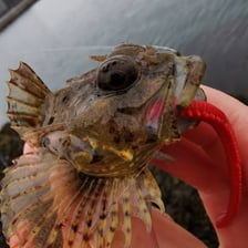 A sculpin fish photographed in an aquatic habitat.