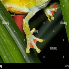 A close-up view of the webbing connecting a frog’s toes.
