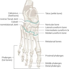 An anatomical illustration labeling the metatarsal bones in a human foot.