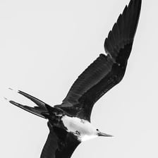 A naval frigate alongside a frigatebird in flight