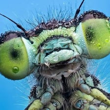 A close-up insect showing its six legs