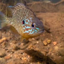 A pumpkinseed sunfish showing its orange and blue coloration.