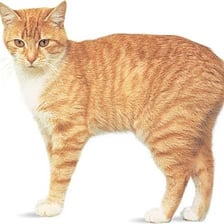 A Manx cat shown in profile with little or no visible tail.