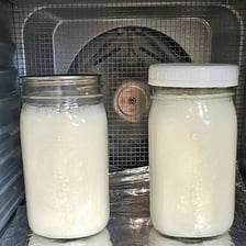 Jars of milk being cultured to make yogurt.