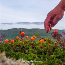 Golden-orange cloudberries growing in a cool northern landscape.