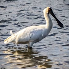 Spoonbill wading bird standing in shallow water