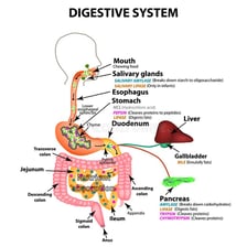 Educational illustration showing digestive enzymes and the role of pepsin.