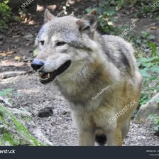 A gray wolf standing in a forest.