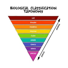 An educational illustration showing groups arranged in a biological taxonomy