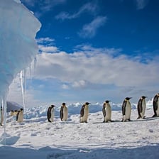 Penguins standing on Antarctic ice near the South Pole