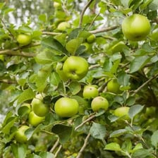 Bramley apples growing on an apple tree.