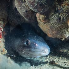 A conger eel swimming underwater