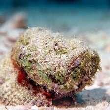 A camouflaged stonefish resting on the seafloor with its venomous dorsal spines visible.