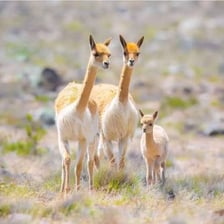 A vicuña standing in the high Andes.