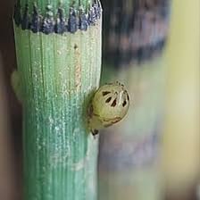 A close-up of a plant part with a rounded, swollen shape