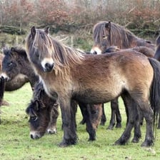 An Exmoor pony standing on open English moorland