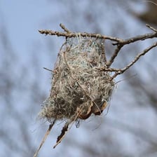 A bird nest hanging beneath a branch.