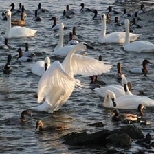 Geese, swans, and ducks gathered on a lake