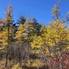 A tamarack tree growing in a wet bog habitat.