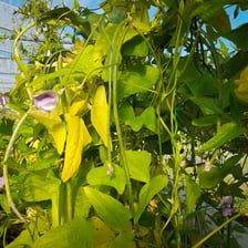 Cowpea plant with leaves and pods.