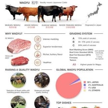 Wagyu cattle in a field.