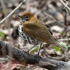 A thrush perched on a branch