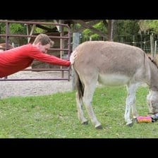 A mule stands still while someone tries to lead it forward.
