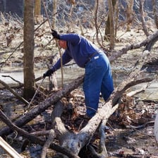 A person removing fallen branches from a forest trail