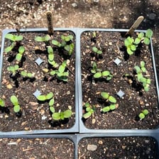 A young plant emerging from the soil.