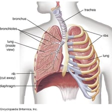 An anatomical illustration showing the human rib cage around the heart and lungs