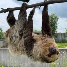 A sloth hanging slowly from a tree branch.