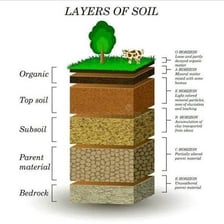 A soil profile showing the subsoil layer beneath the darker topsoil.