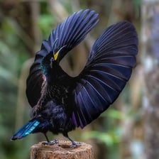 Blackbirds flying with their dark plumage visible