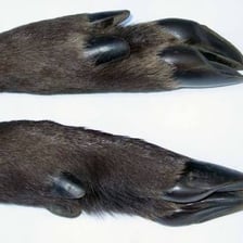 A close-up view of a sheep’s hoof divided into two sections.