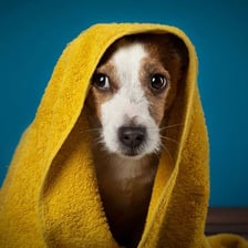 A small dog making a soft, plaintive whimpering sound.