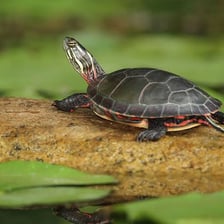 A painted turtle resting near freshwater